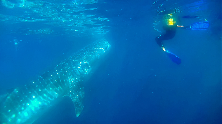 Un-Cruise Adventures